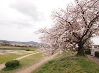 加茂川a.jpg