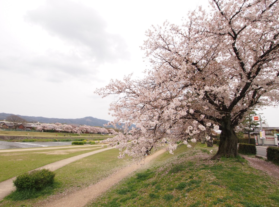 http://www.eraten.jp/blog/images/news/%E5%8A%A0%E8%8C%82%E5%B7%9Da.jpg
